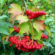 Саджанець Калина Україночка в контейнері